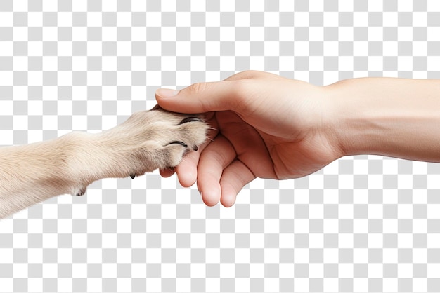 Human hand holding dog39s paw