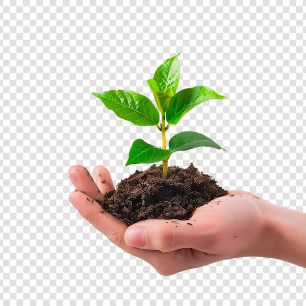 PSD a human hand holding a small plant with a white background