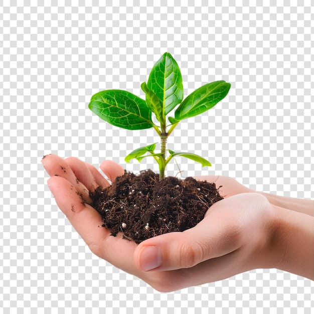 PSD a human hand holding a small plant with a white background