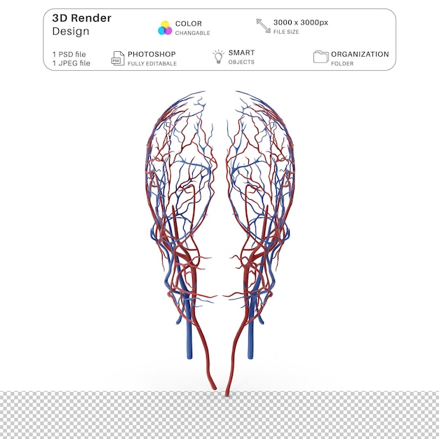 PSD human head cardiovascular system 3d modeling psd file realistic human anatomy