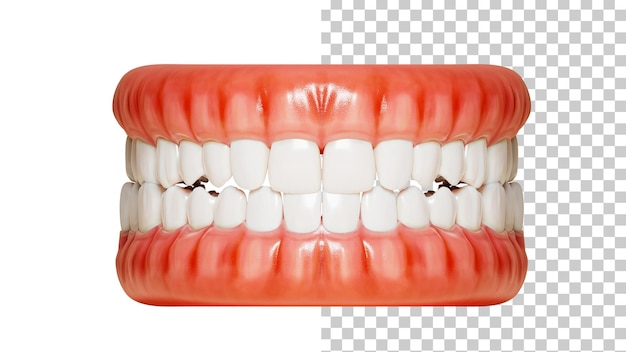 Human jaw model Dental anatomy front view 3D render Human teeth