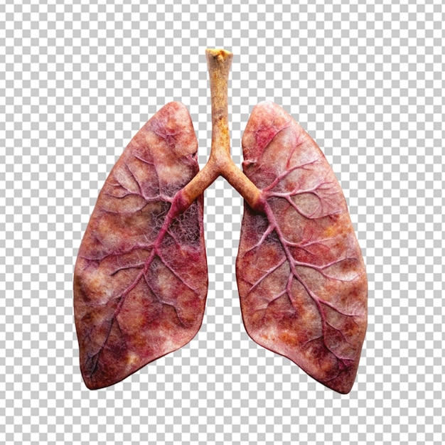 human lungs png