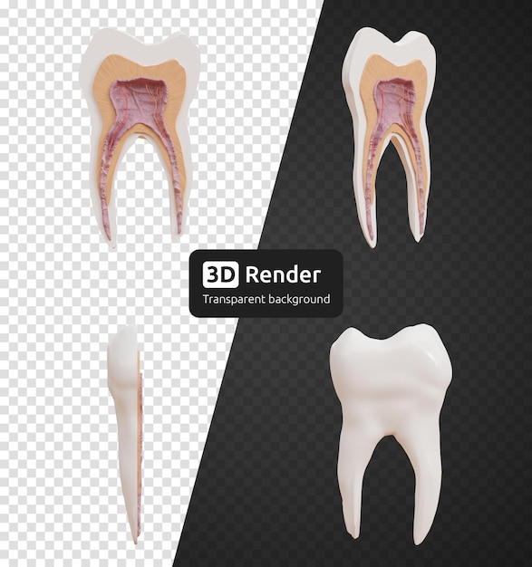 Human molar tooth anatomy 3d render isolated