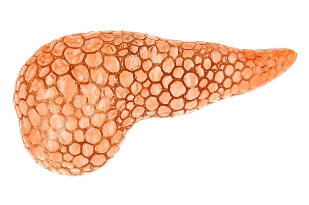 PSD human pancreas 3d rendering isolated on transparent background