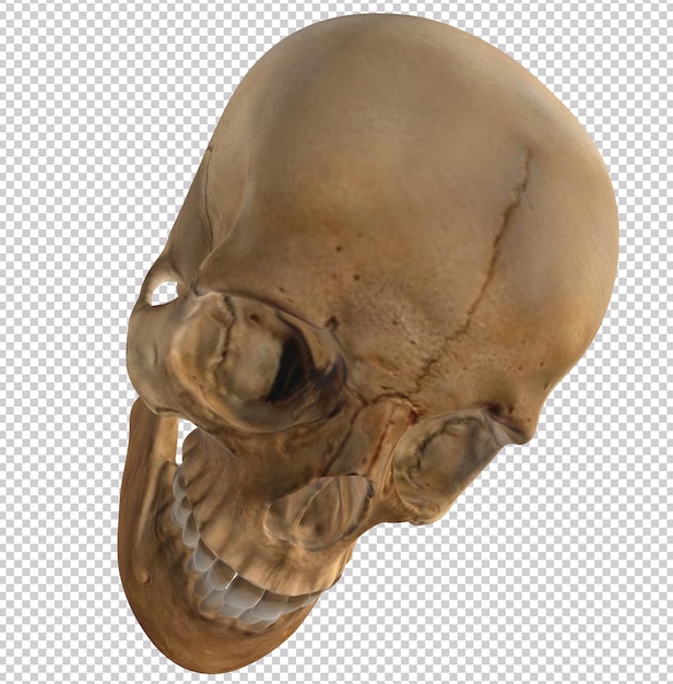 PSD a human skull with a big jaw.