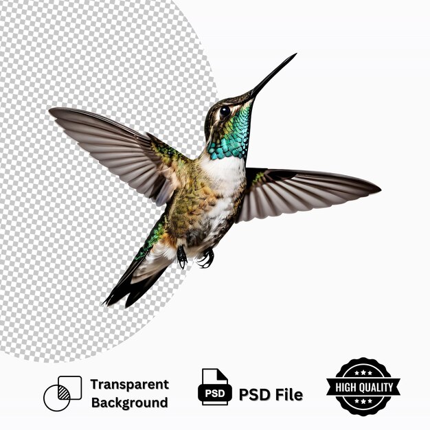 PSD hummingbird flying isolated on white background