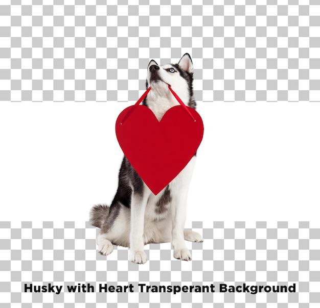 PSD huskey with heart