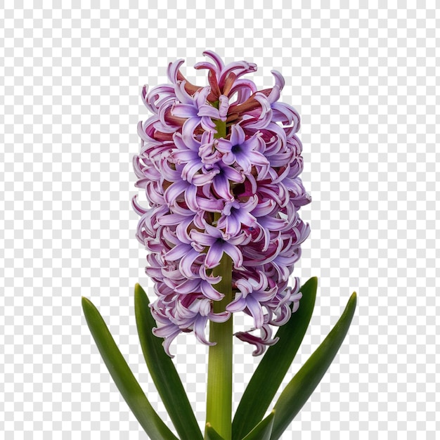 PSD hyacinth on transparent background