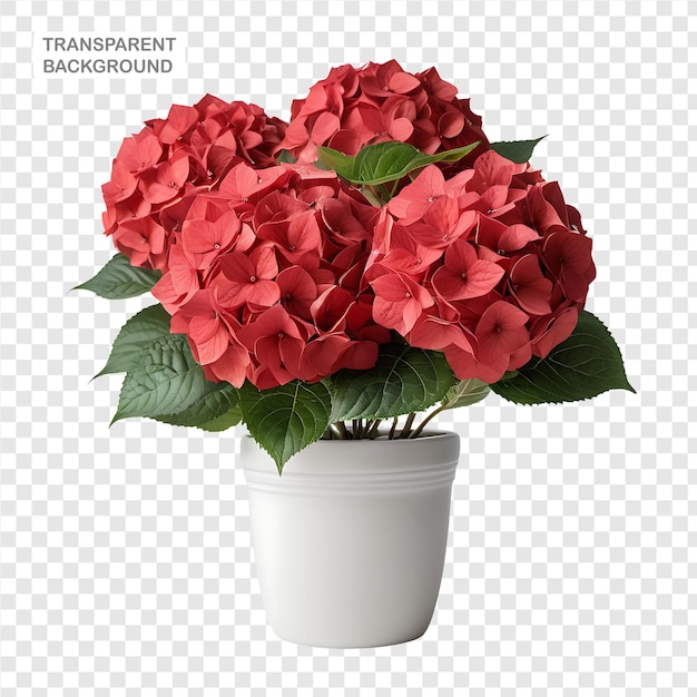 Hydrangea element in PNG format with transparent background