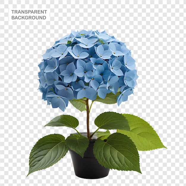 Hydrangea element in PNG format with transparent background