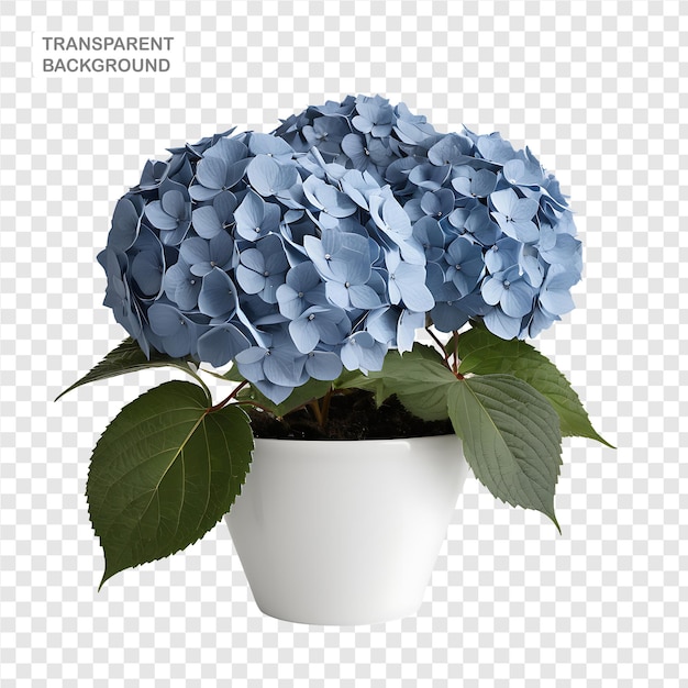 Hydrangea element in PNG format with transparent background