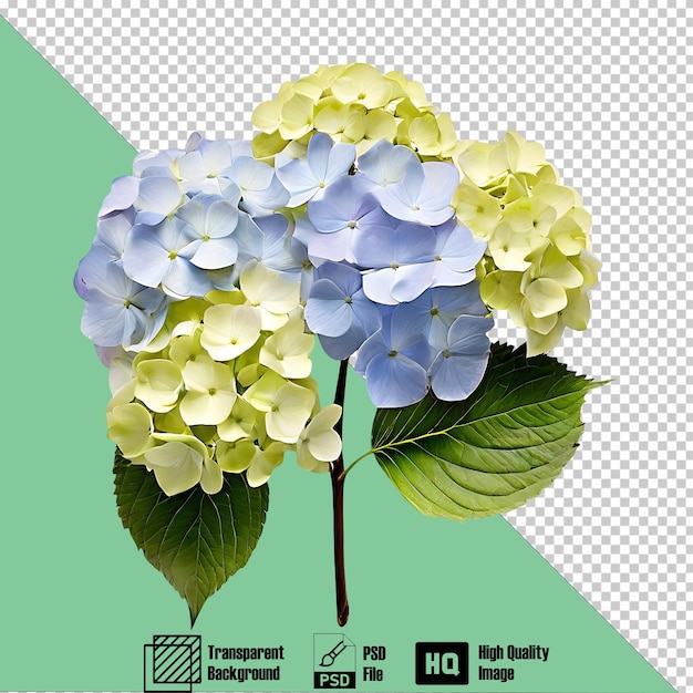 PSD hydrangea on the transparent background 1