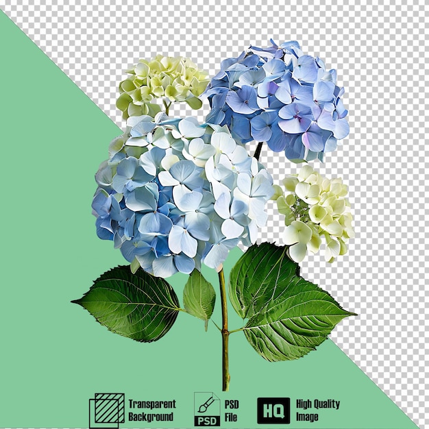 PSD hydrangea on the transparent background 2