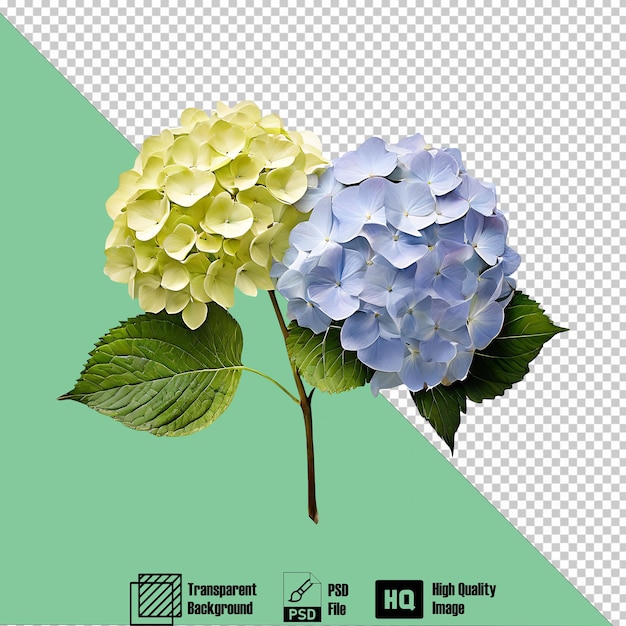 PSD hydrangea on the transparent background 3