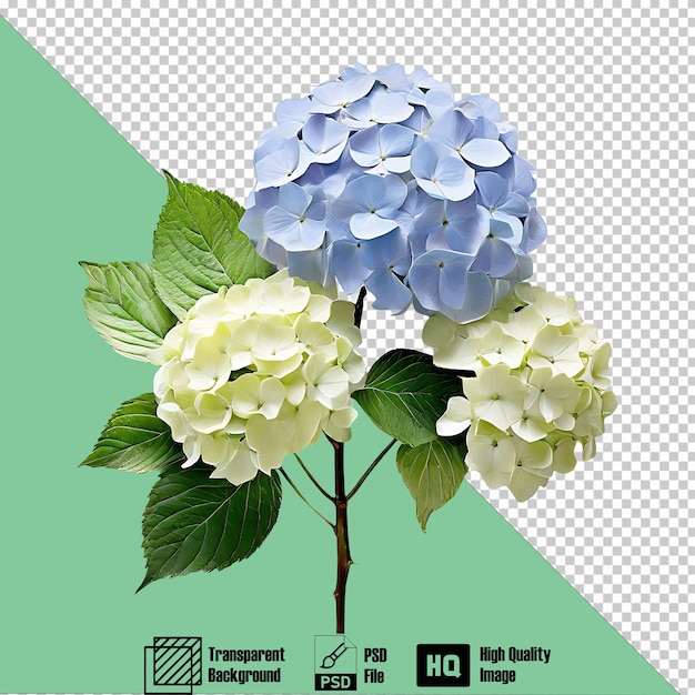 PSD hydrangea on the transparent background