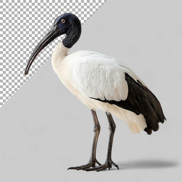 PSD ibis animal on transparent background