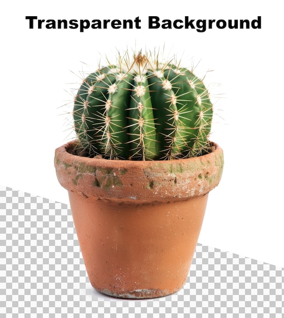 An illustration of a cactus on transparent background