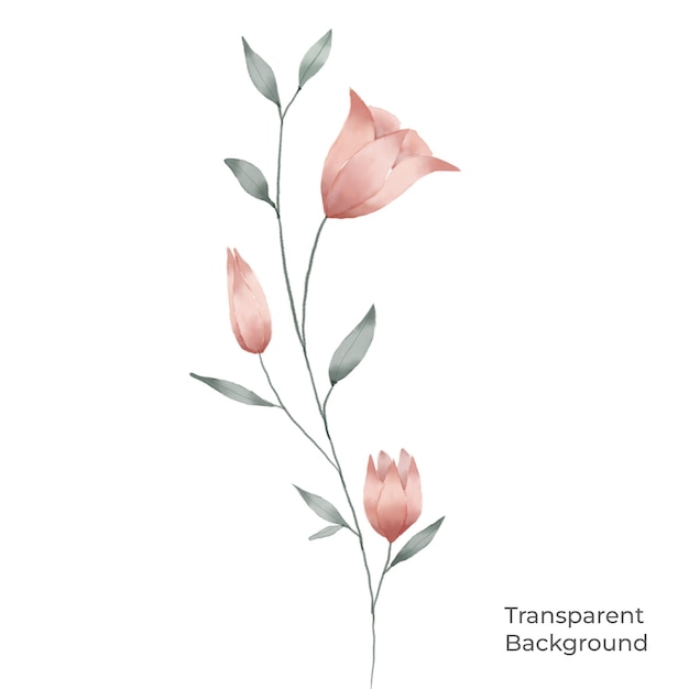 illustration of flower watercolor transparent background created with procreate