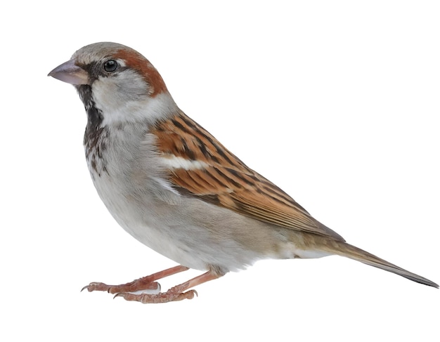 PSD illustration of house sparrow