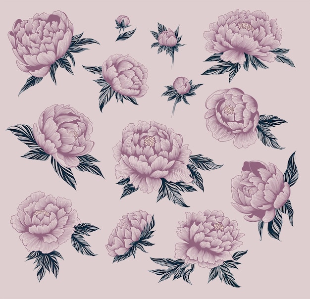 PSD illustrations of peonies collection of flowers and leaves