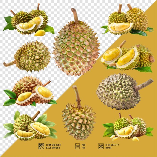 PSD image of a collection of durian fruit without hd quality background