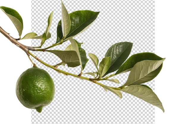 PSD an image of a lemon tree with a green leaf