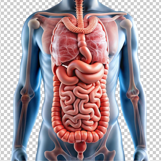 PSD the image shows a closeup of a person39s intestines on transparent background