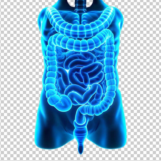 PSD the image shows a glowing blue intestine the intestine is the longest organ in the human body on transparent background