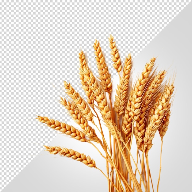 an image of wheat ears on a transparent background