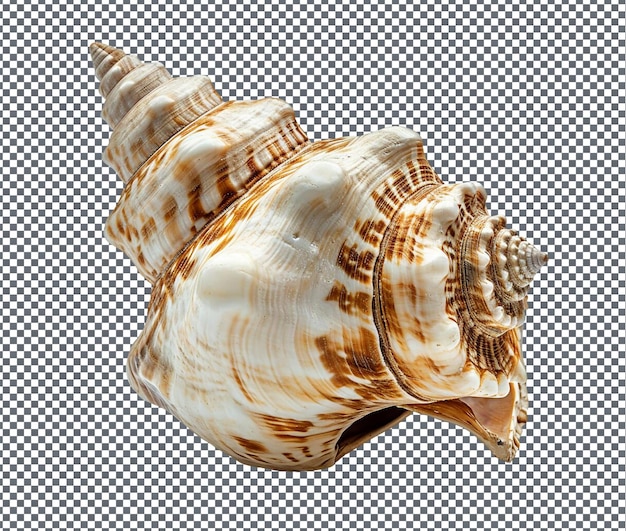 Incredible Echoing Conch Shell isolated on transparent background