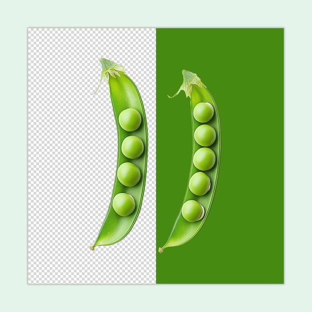 Indian Pea isolated Lathyrus sativus PSD Crispy green peas illustration