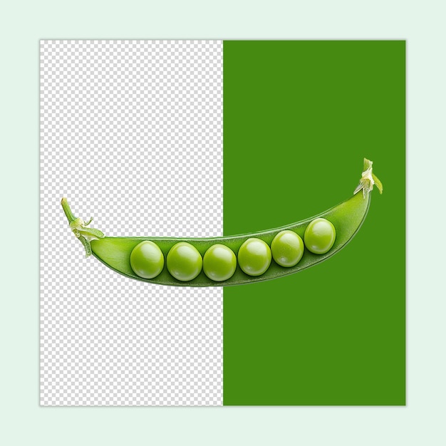 PSD indian pea isolated lathyrus sativus psd crispy green peas illustration