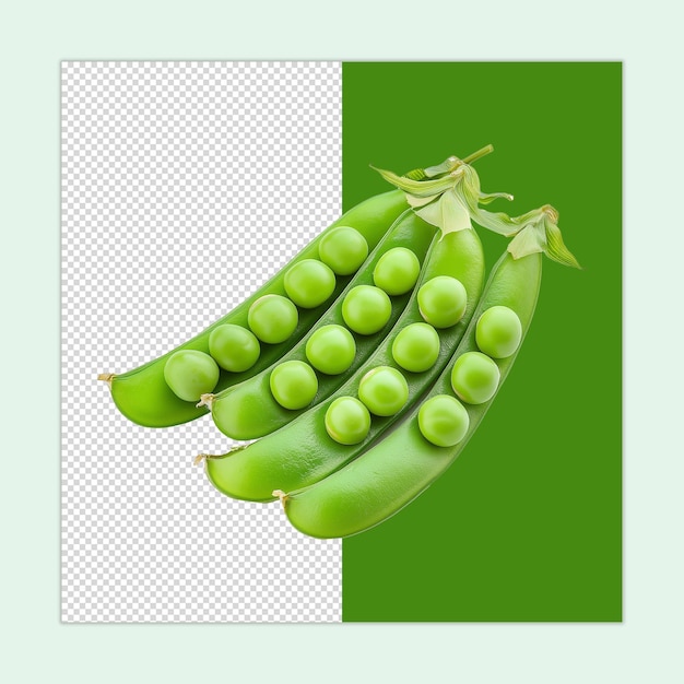 Indian Pea isolated Lathyrus sativus PSD Crispy green peas illustration