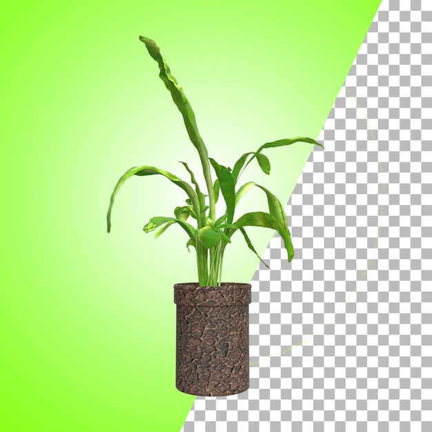 Indoor plant for decoration and asset design