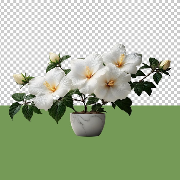 indoor plant png