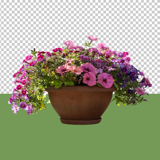 indoor plant png