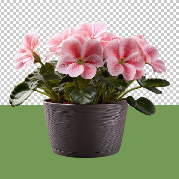 indoor plant png