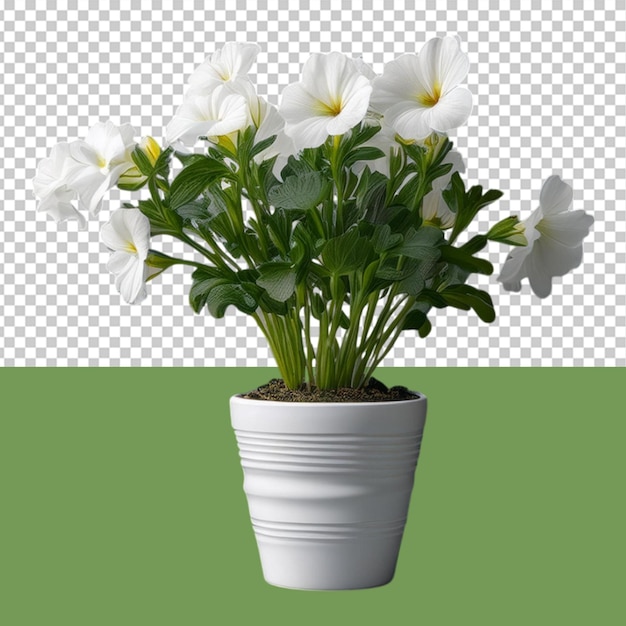 indoor plant png