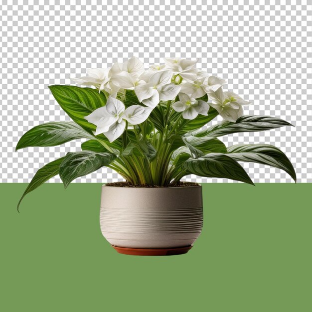 PSD indoor plant png