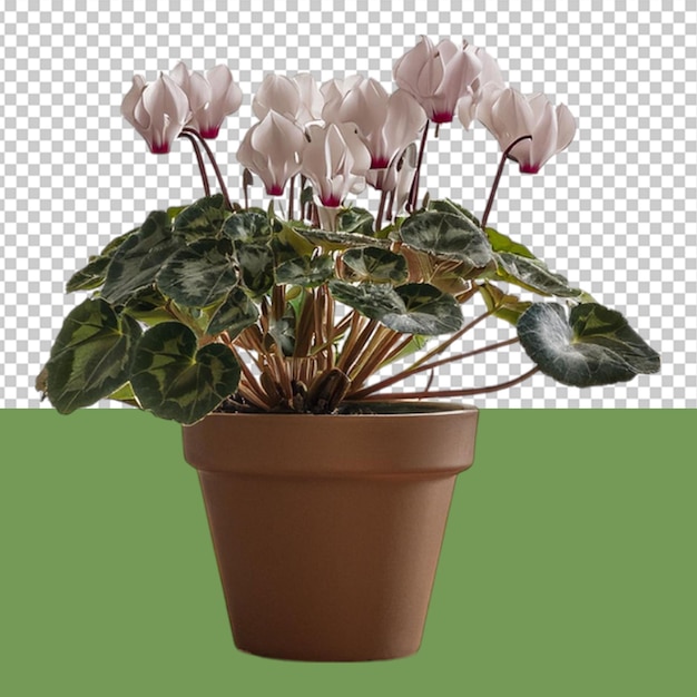 indoor plant png