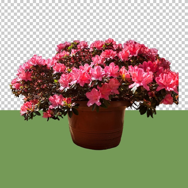 indoor plant png