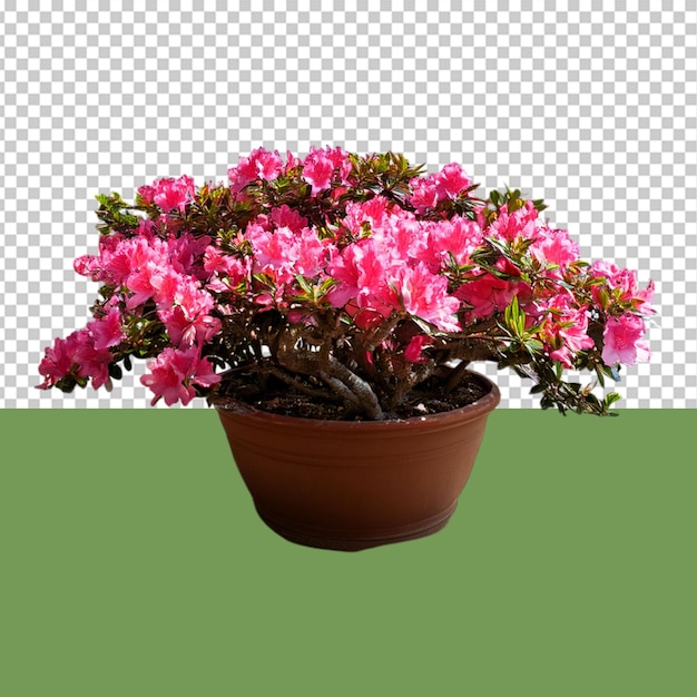 indoor plant png