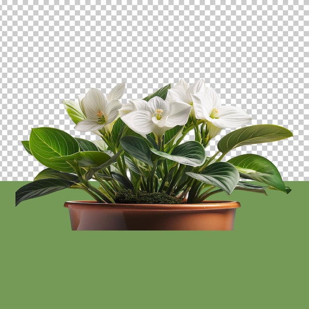 indoor plant png