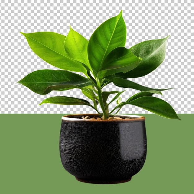 PSD indoor plant png