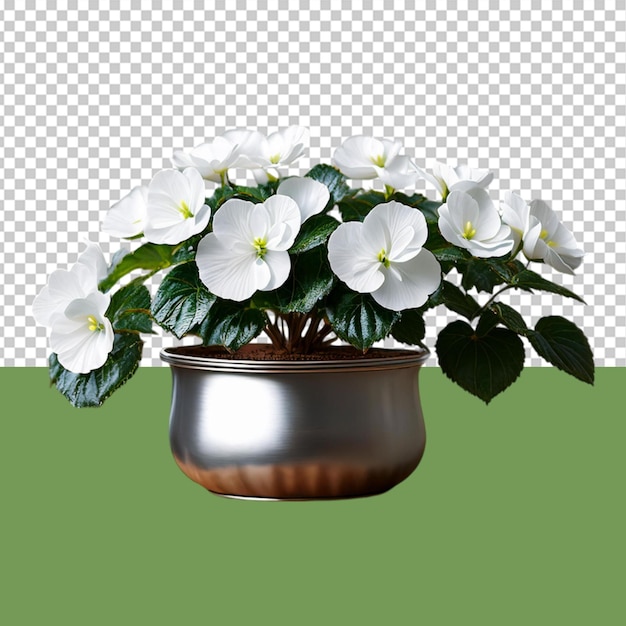 indoor plant png