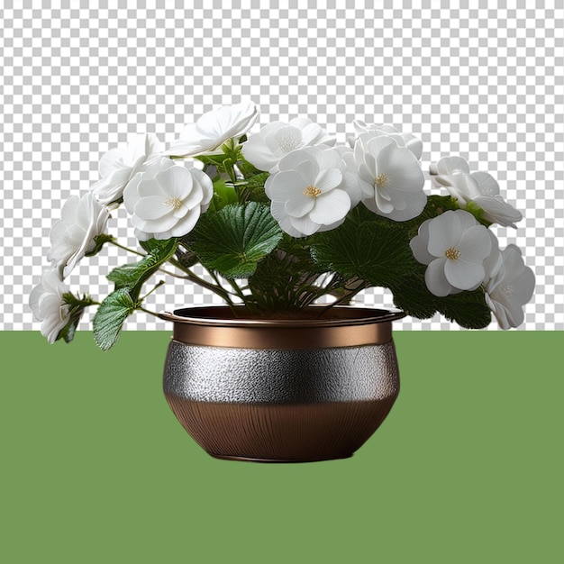 indoor plant png