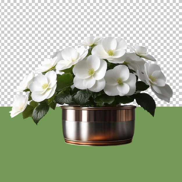 indoor plant png