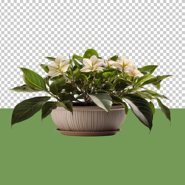 indoor plant png