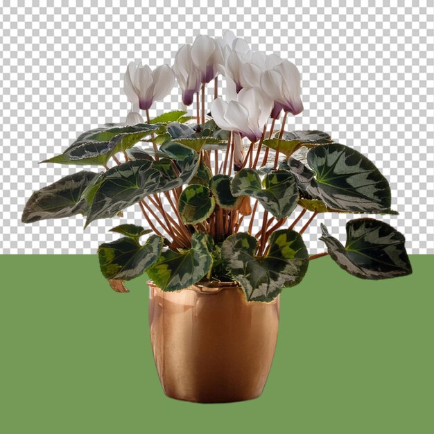 PSD indoor plant png