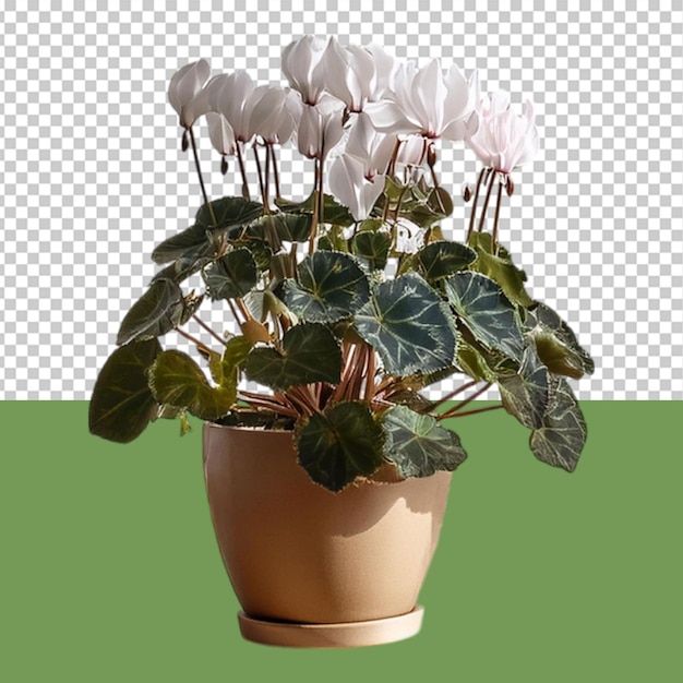 indoor plant png